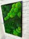 Картина из мха - 60x40 см - Кочка и Растения - 848
