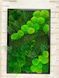 Картина из мха - 60x40 см - Кочка и Растения - 848