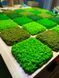 Interior Greening Kyiv - Organic Design