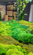 Moss Wall Greening - Organic Design