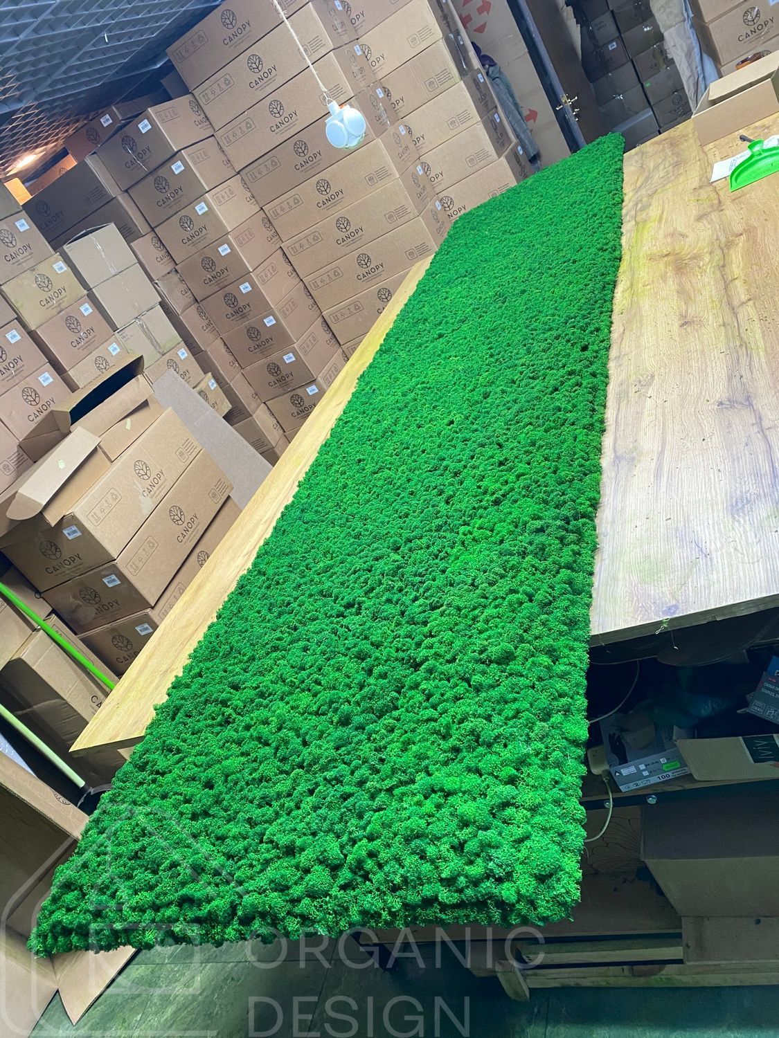 Moss Panel - Scandinavian Reindeer Moss - 200x80 cm