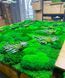 DIY Vertical Moss Greening