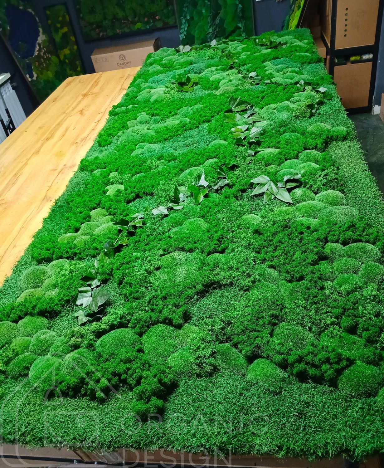 Moss Panel - Decorative Reindeer Moss - 250x80 cm