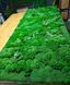 Moss Panel - Decorative Reindeer Moss - 250x80 cm