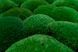Мох Стабилизированный - Кочка - Nature Green - Коробка 38х37х9 см