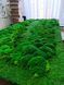 Moss Panel - Decorative Moss - 160x80 cm