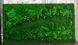 Moss Panel - Decorative Moss - 160x80 cm