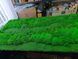 Moss Panel - Decorative Moss - 160x80 cm